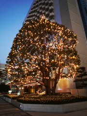 Light-tree
