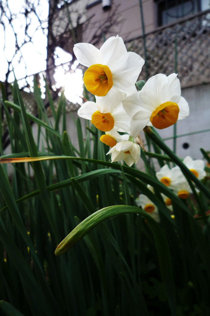 Narcissus