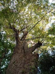 Big-tree
