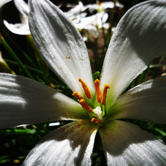 Zephyranthes