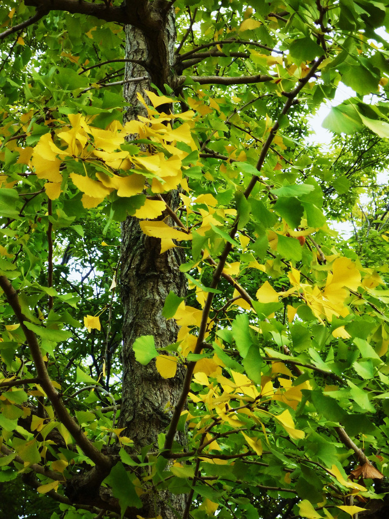 Ginkgo
