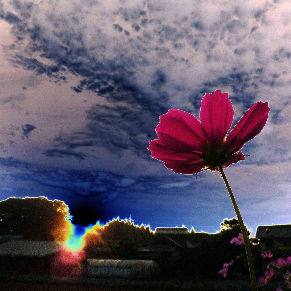 Cosmos-image