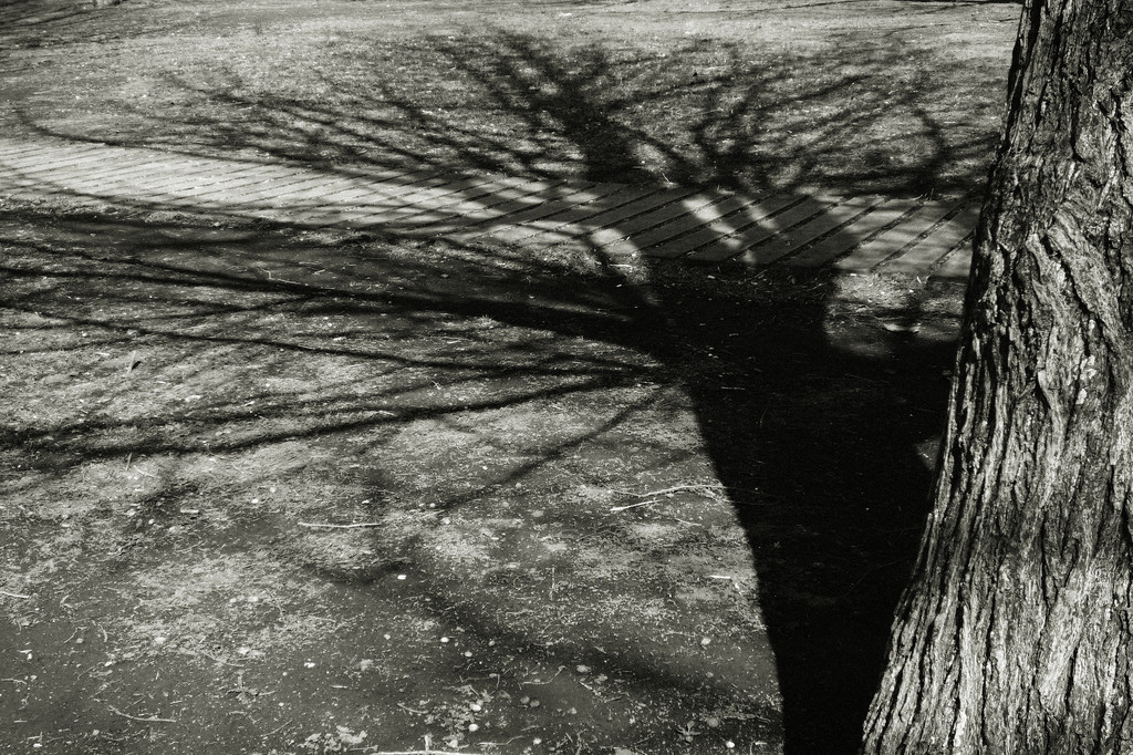 Shadow-tree