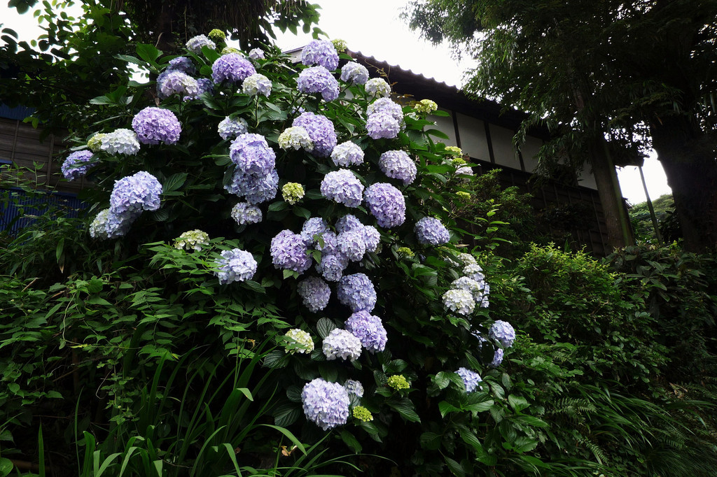 Rainy-season-flower