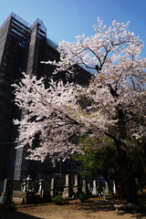 Sakura-construction-site