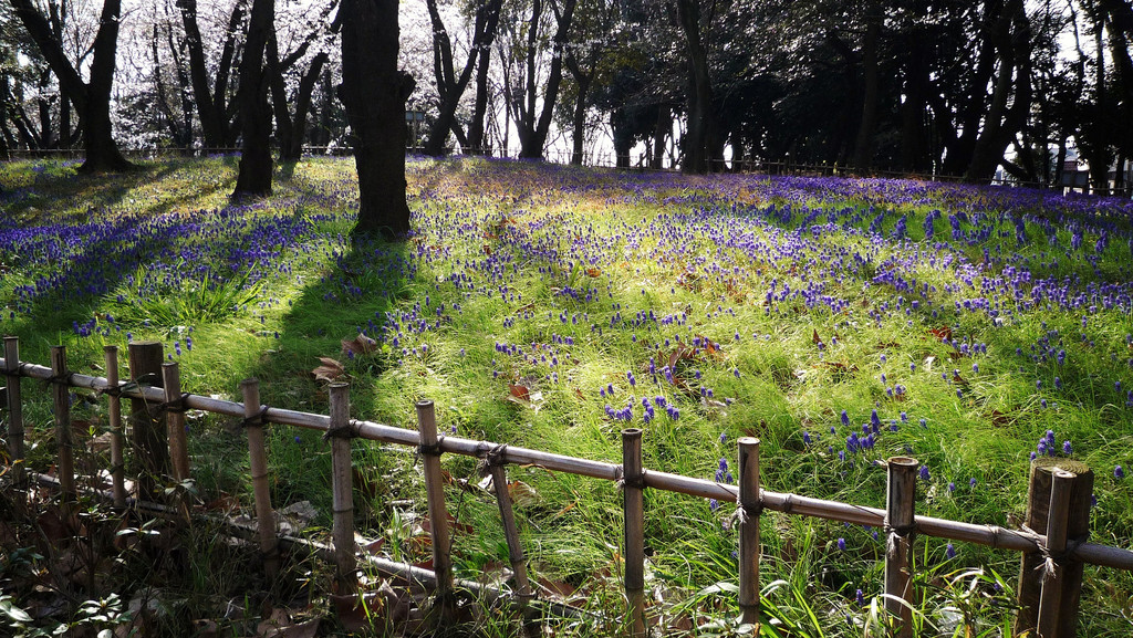 Muscari