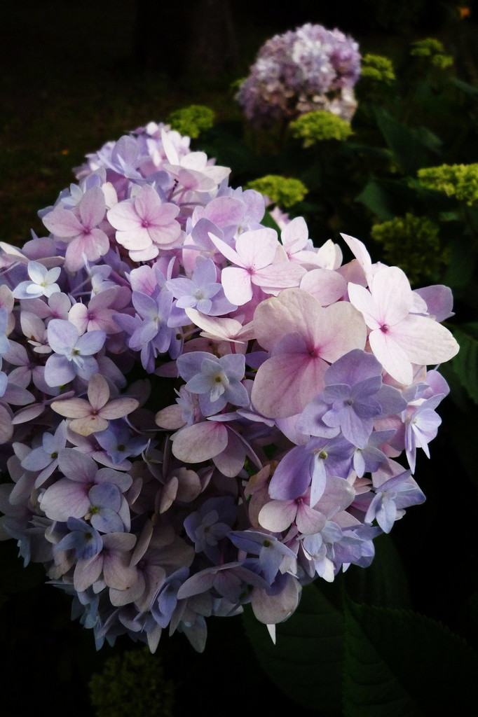 Hydrangea