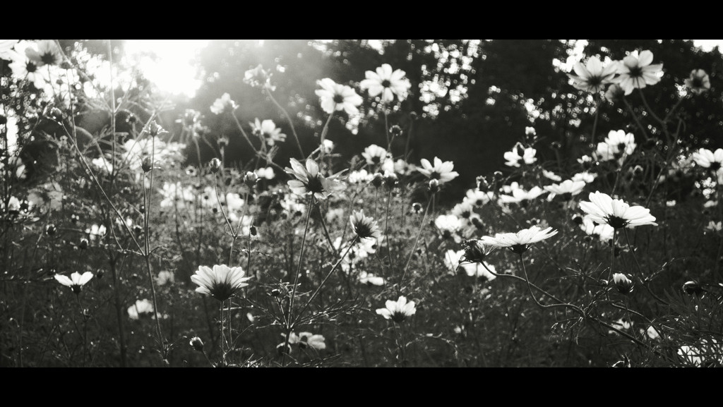 Autumn-song