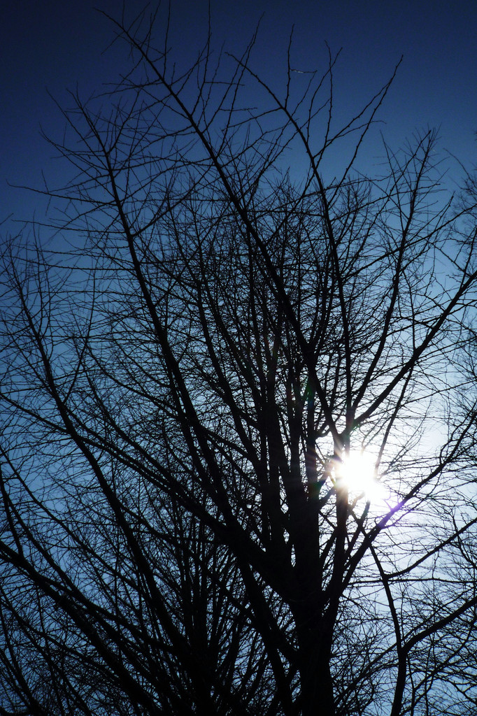 Branch-pattem
