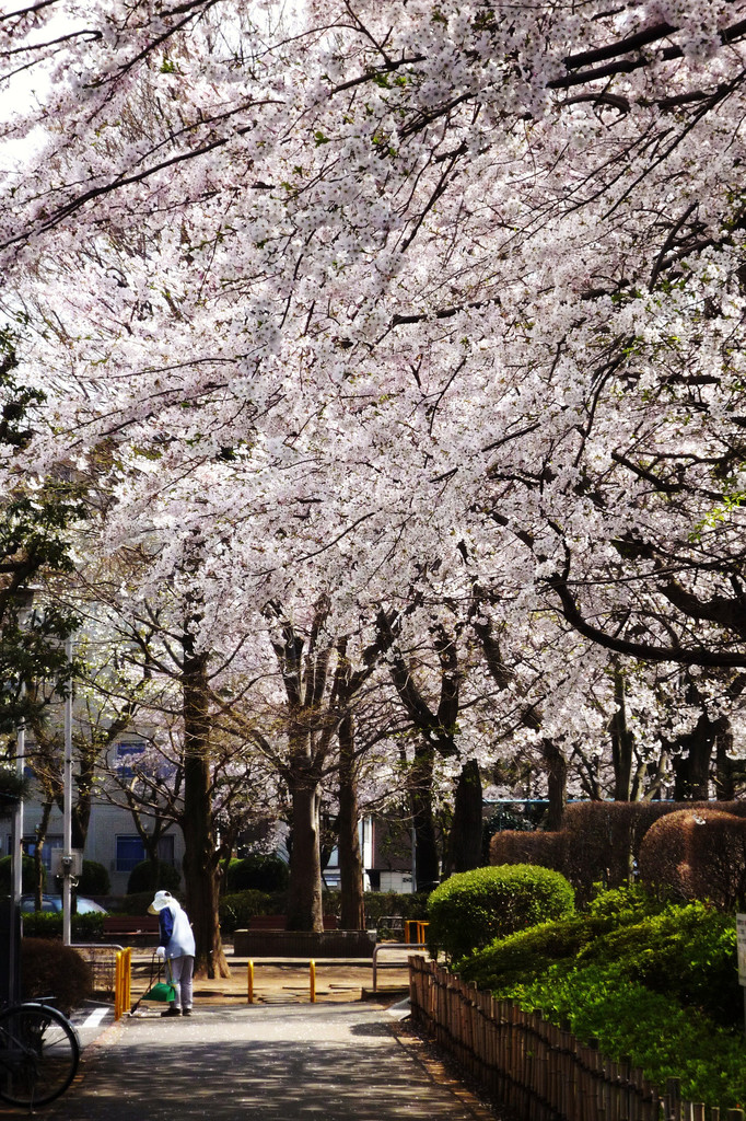 Sakura-day
