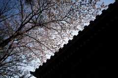 Sakura-shrine