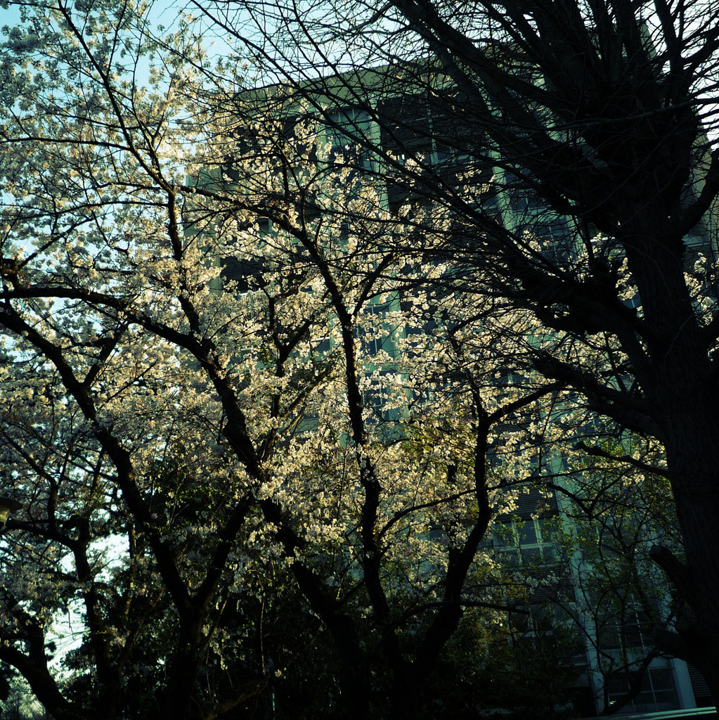 Sakura-evening