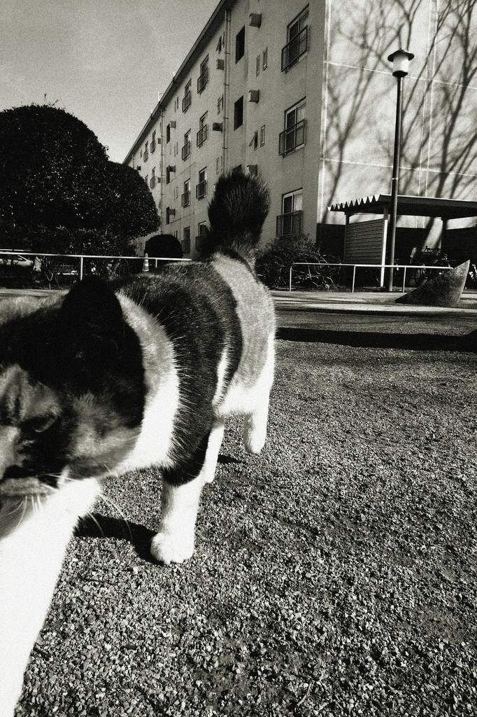 Attack!