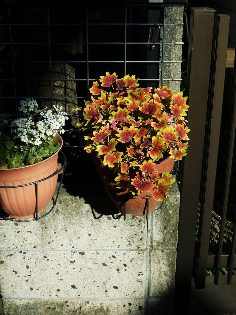 Autumn-color