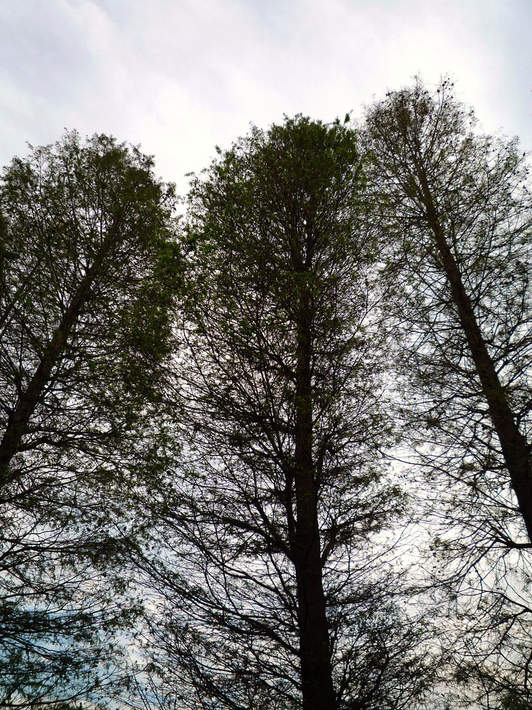 Capillary