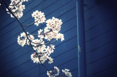 Sakura&Blue-wall