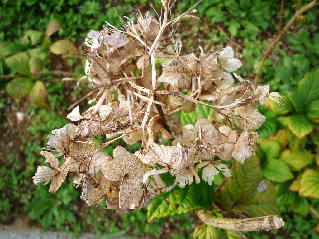 Bone-hydrangea