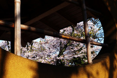 Sakura-window