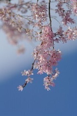 徳島城跡の枝垂桜