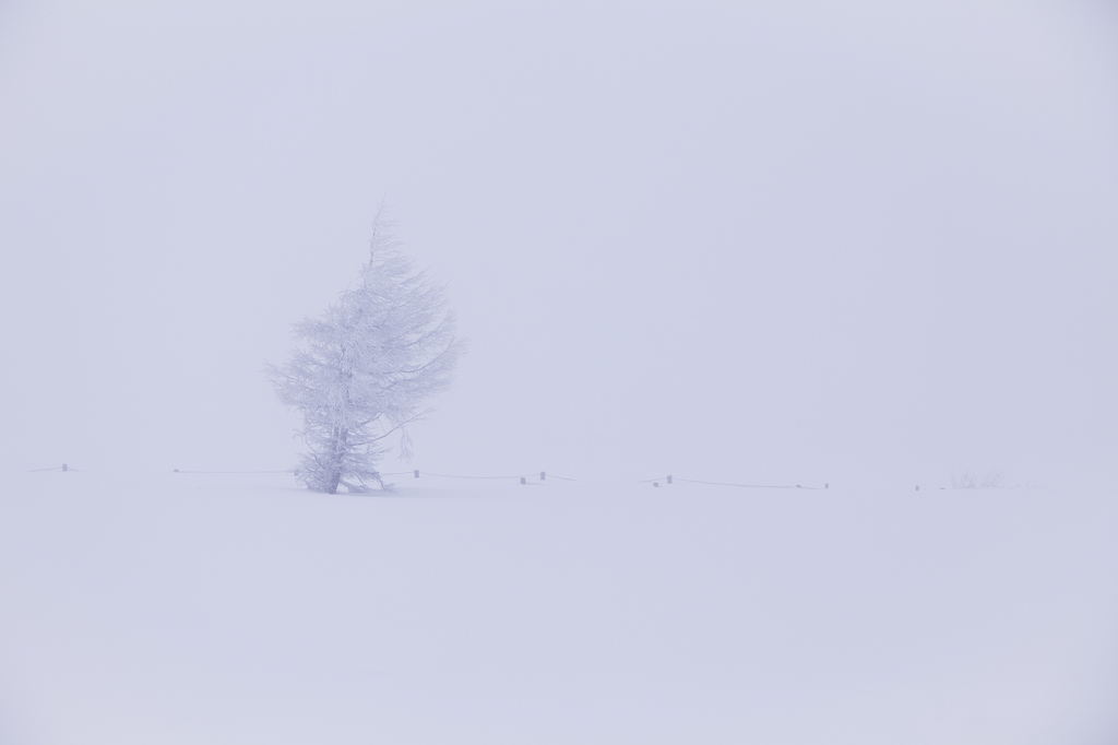 frozen tree 