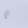 frozen tree 