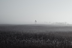 foggy savanna