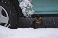 雪が降っても