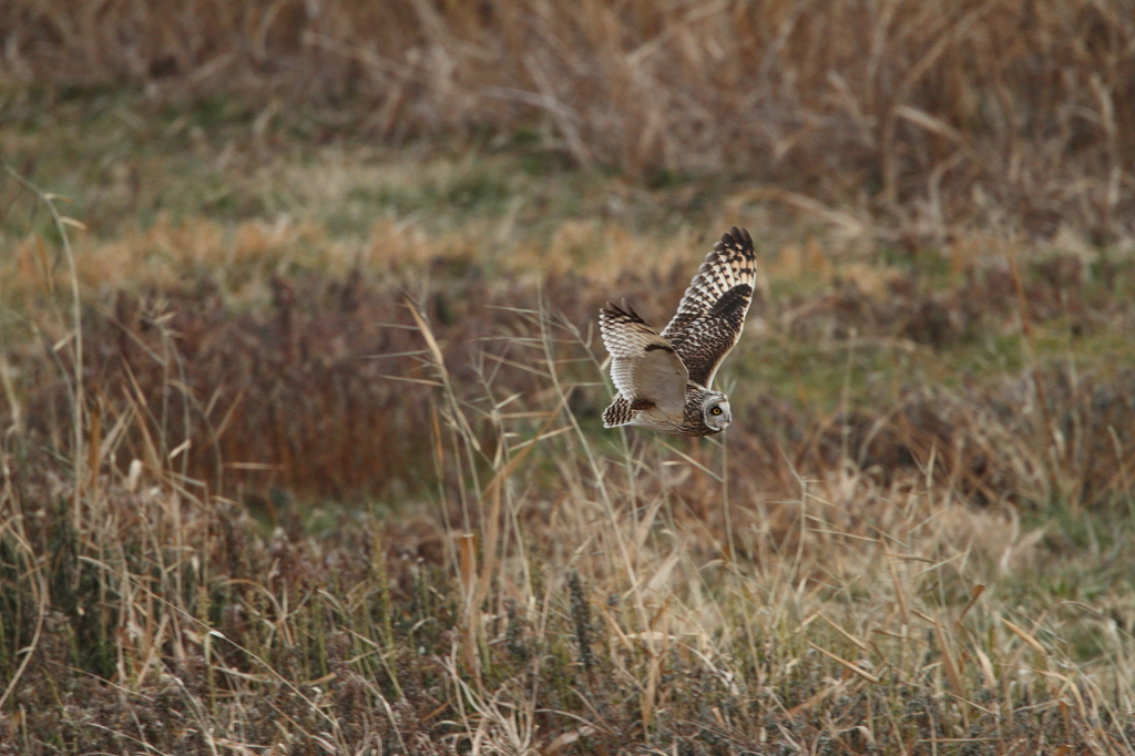 こんなところにコミミズクが
