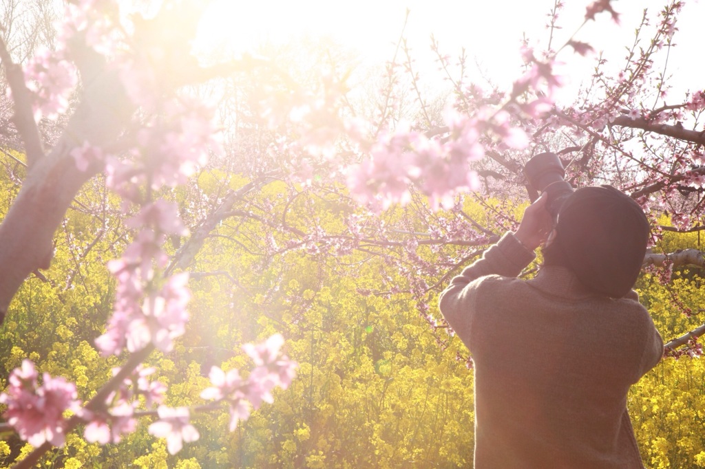 桃の花、菜の花、村の田んぼ