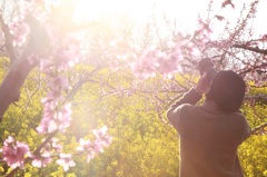 桃の花、菜の花、村の田んぼ