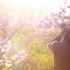 桃の花、菜の花、村の田んぼ