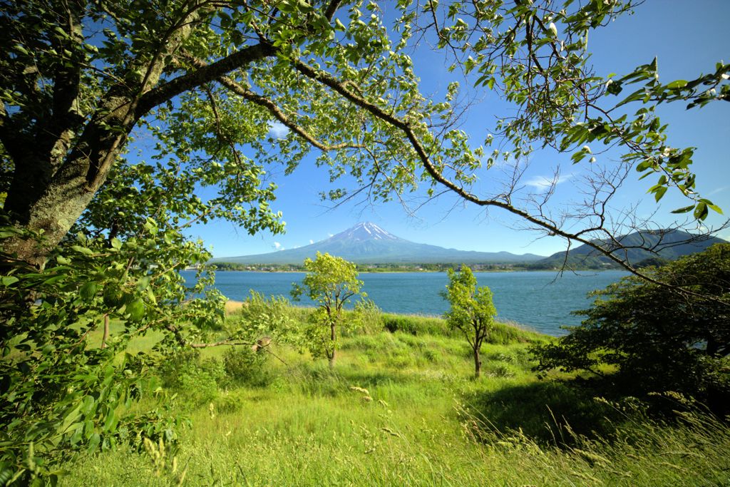 新緑の富士