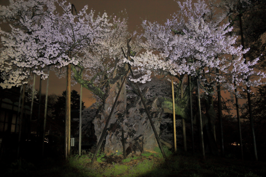 雨の神代桜