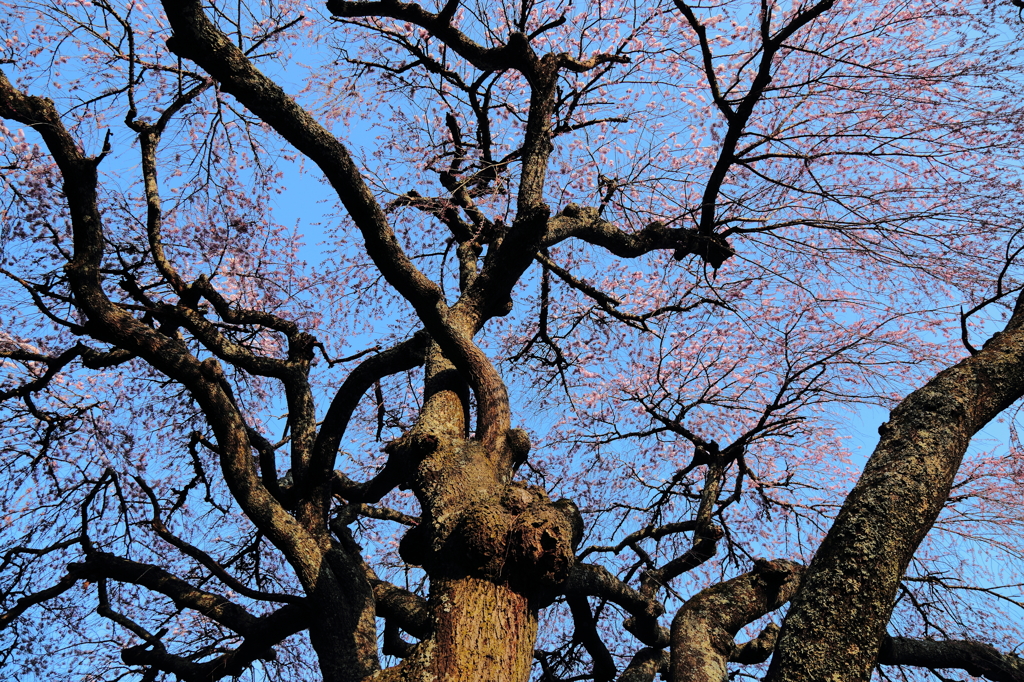 しだれ大魔王