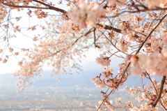 甲府盆地と桜