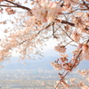 甲府盆地と桜