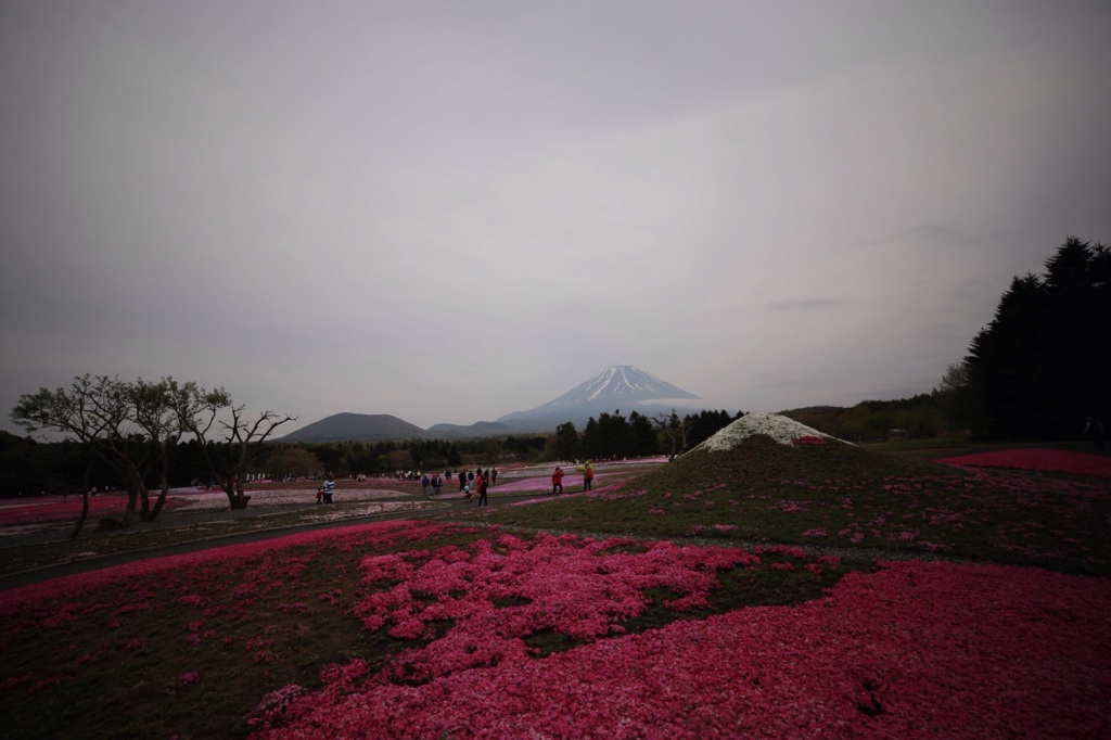 芝桜と富士と富士子とお客