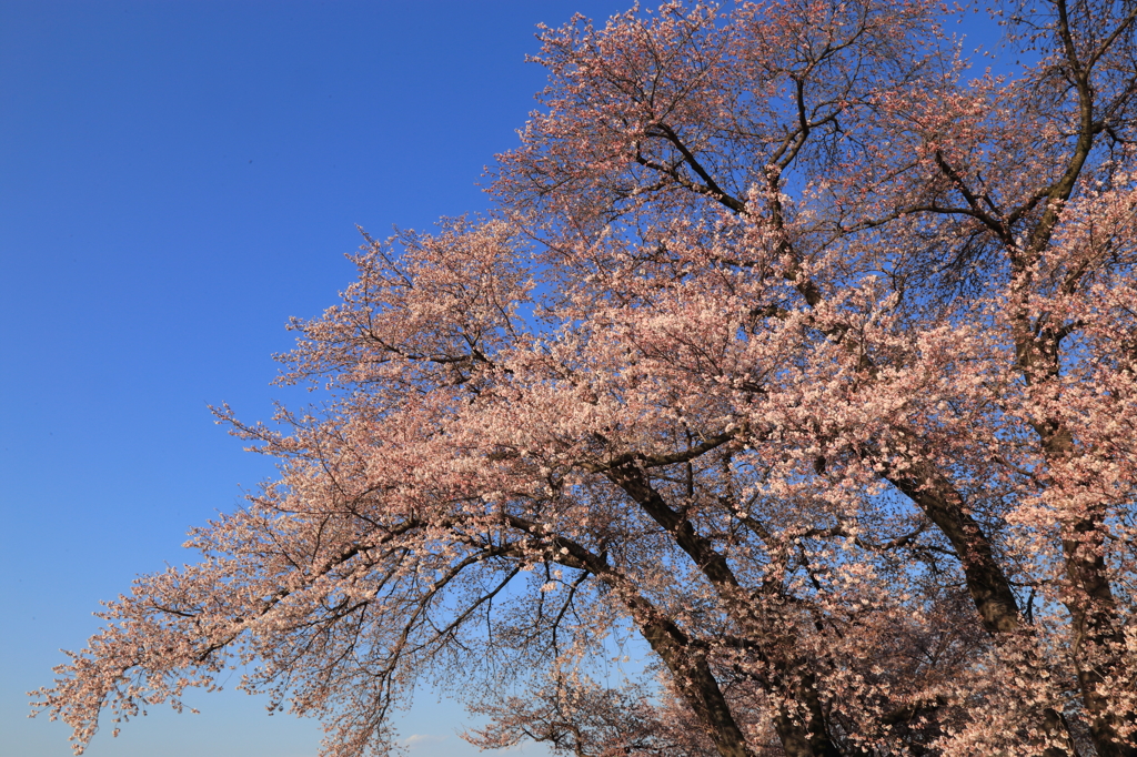 桜サクサク