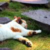 休日は猫もぐーたら
