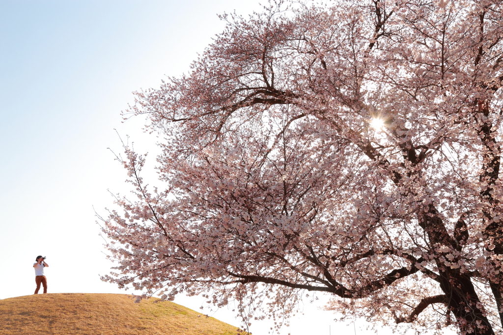 チェゲバラに訪れた平和と桜