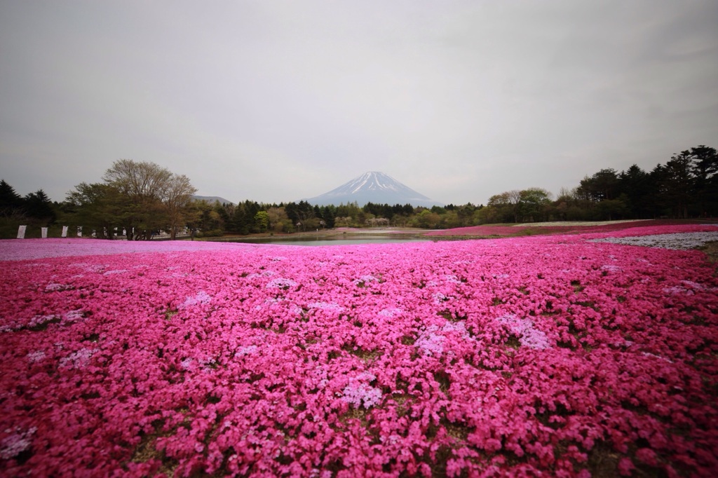 芝桜と富士とサクライザー