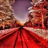 赤い雪白い雪