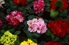 なんの花？