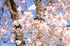 桜舞うとき