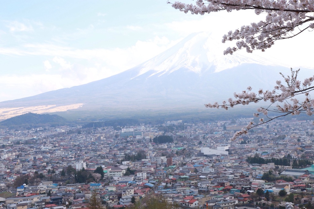 桜と富士山がここまで見事にコラボできてないところに赴きを置く