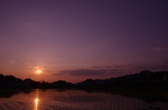 紫陽花の空