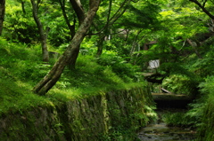 初夏　東福寺