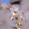 春のきおく