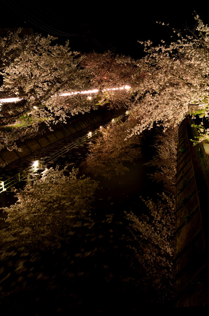 SAKURA RIVER