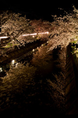 SAKURA RIVER